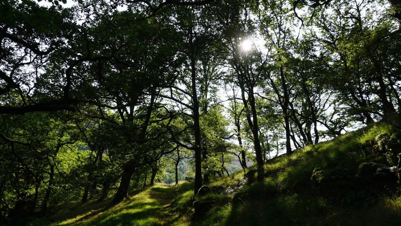 Image shows tall green trees across the whole photo growing on a green hillside with the sun shining through the tree leaves. Shadows are being cast by all the trees on the bright green grass of the hill side.