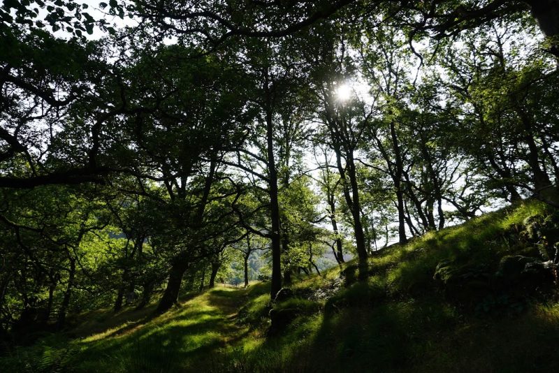 Image shows tall green trees across the whole photo growing on a green hillside with the sun shining through the tree leaves. Shadows are being cast by all the trees on the bright green grass of the hill side.